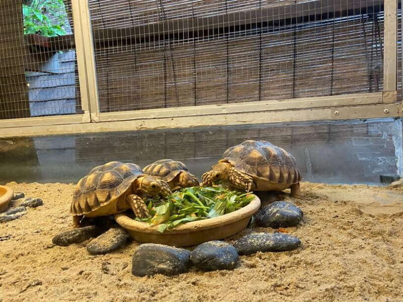 Kuala Lumpur: Sunway Lagoon Ticket & 1-Way Transfer - Who Will Love This Tour?