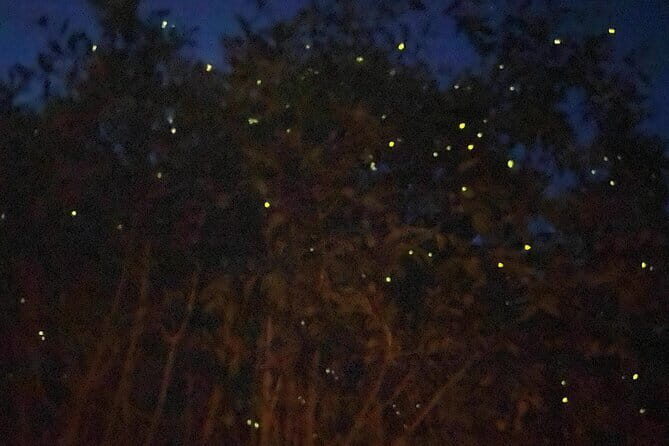 Kuala Selangor Fireflies and Blue Tears Tour with Dinner (SIC) - Key Points