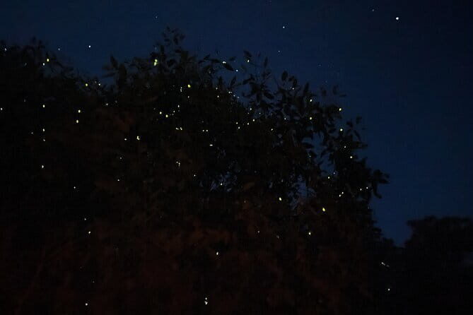 Kuala Selangor Fireflies and Blue Tears Tour with Dinner (SIC) - A Detailed Look at the Kuala Selangor Fireflies and Blue Tears Tour