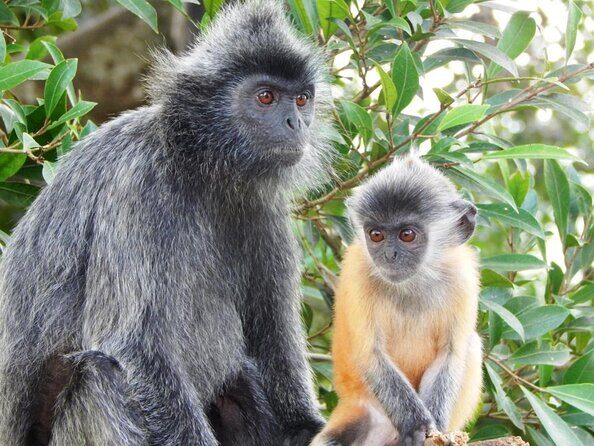 Kuala Selangor Fireflies Tour with Fort Altingsburg & Dinner - Key Points