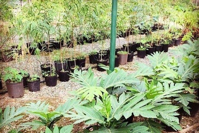 Kualoa Ranch - Kualoa Grown Tour - FAQs