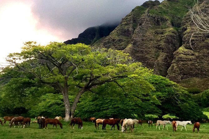 Kualoa Ranch: Novice E-Bike - FAQ
