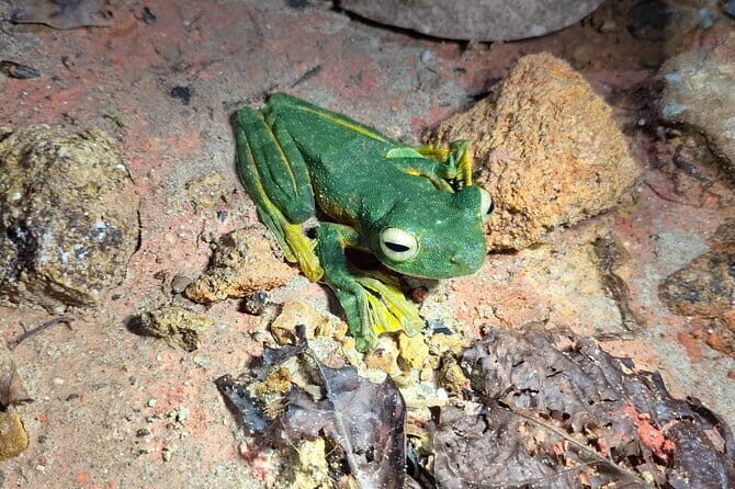 Kubah's Nocturnal Wonders Nighttime Frog Safari - Exploring Kubah’s Nocturnal Wonders: A Frog Safari Experience