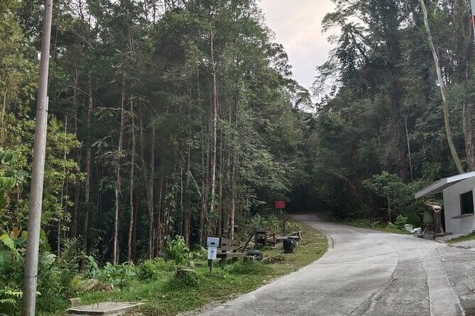 Kubah's Nocturnal Wonders Nighttime Frog Safari - Key Points