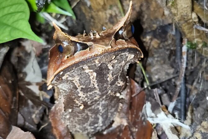 Kubah's Nocturnal Wonders Nighttime Frog Safari - Final Thoughts: Is It Worth It?