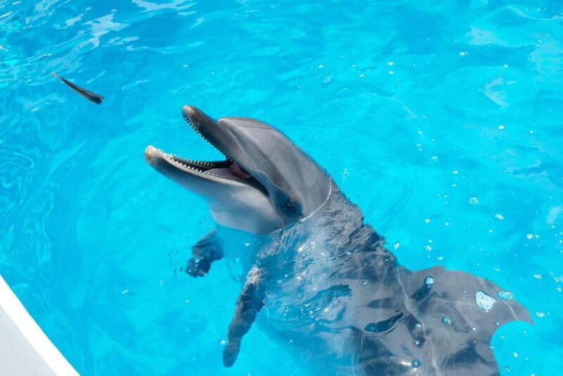 Kujukushima: Aquarium Umikirara Admission Ticket - Why We Think This Tour Offers Good Value