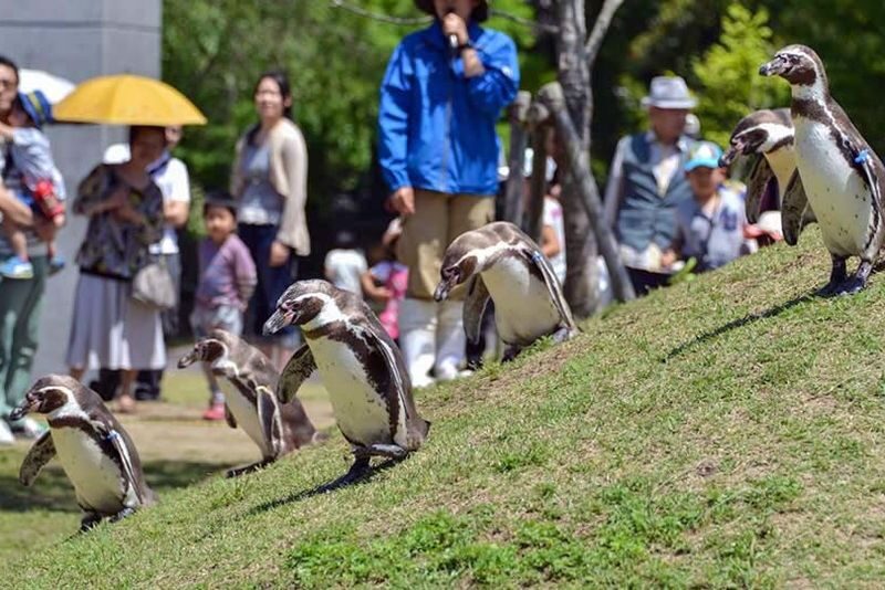Kujukushima Botanical Garden Mori Kirara Ticket in Kyushu - The penguin house is the main event
