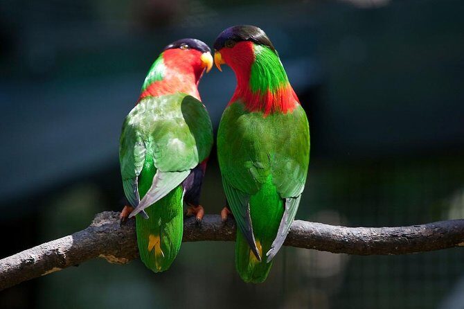 Kula Eco Bird Park ,Momi Gun Site And Market Tour Ex Marriott and Denarau resort - Experience Fiji’s Heritage and Nature on the Kula Eco Bird Park, Momi Gun Site, and Market Tour
