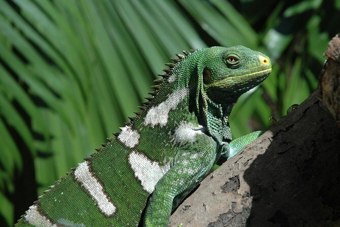 Kula Eco Park Admission - A Deep Dive into Kula Eco Park: What to Expect
