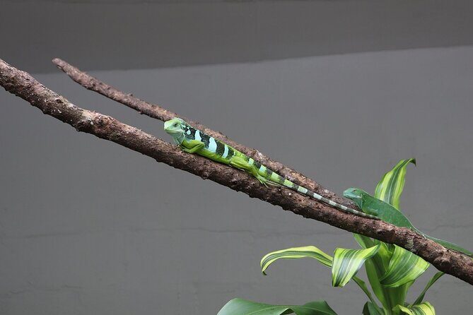 Kula Eco Park Admission - FAQ: Your Questions About Kula Eco Park Answered