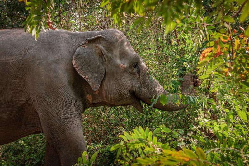 Kulen Elephant Forest Siem Reap in Small Group - What Makes This Tour Stand Out