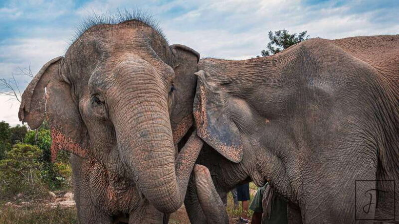 Kulen Elephant Forest Siem Reap in Small Group - Who Would Love This Experience?