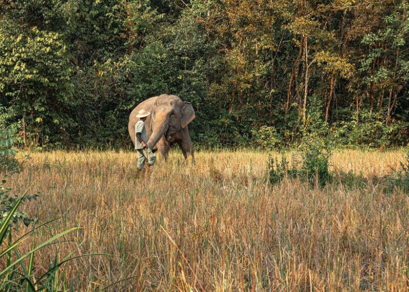 Kulen Elephant Forest Siem Reap in Small Group - FAQs