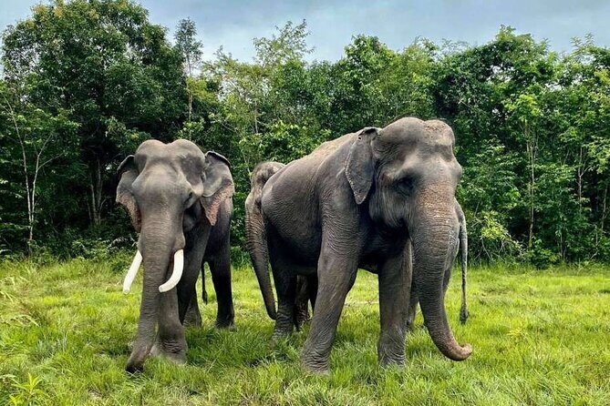 Kulen Elephant Forest & Tonlesap Lake - Key Points