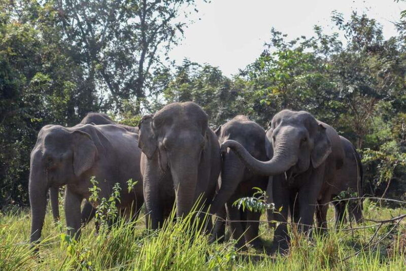 Kulen Elephant Forest & Tonlesap Lake - FAQ