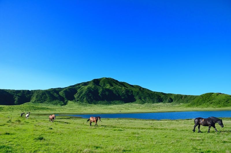 Kumamoto Aso Nakadake Crater & Kusasenri Day Trip Private Tour - Key points to know before you book