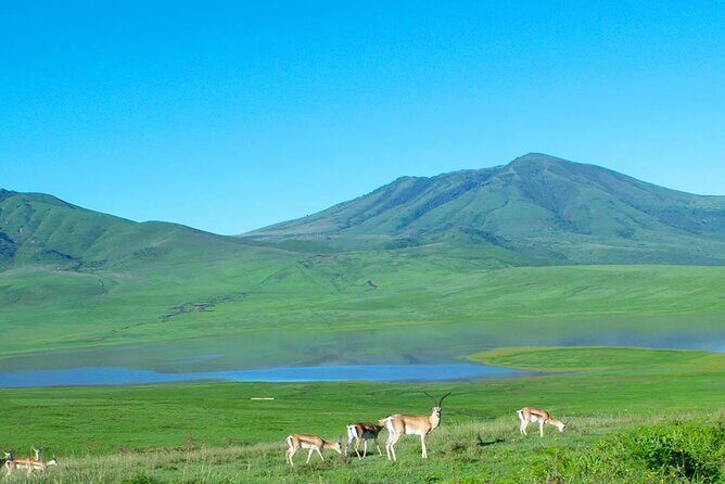 Kumamoto Castle Kusasenri and Aso Crater Tour in Fukuoka/Kumamoto - Who Will Love This Tour?