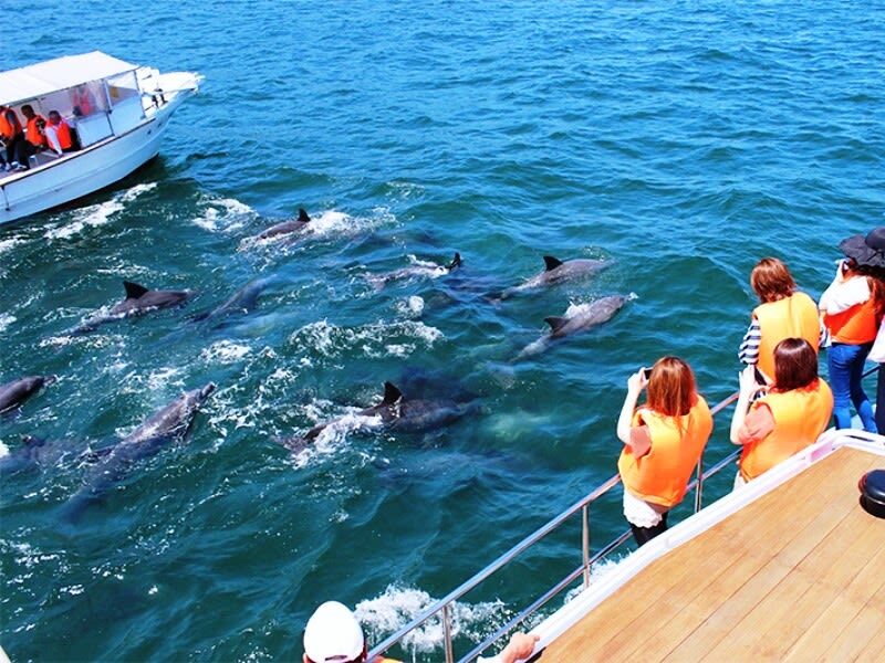 Kumamoto Departure: Amakusa Dolphin Watching & Seaside BBQ - Does the $81.99 starting price make sense?