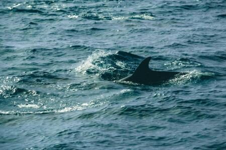 Kumamoto Departure: Amakusa Dolphin Watching & Seaside BBQ - Who will enjoy this trip most