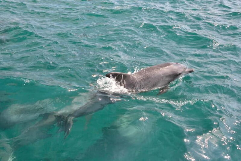 Kumamoto: Dolphin Watching and Zipline Experience Tour - Exploring the Experience in Detail