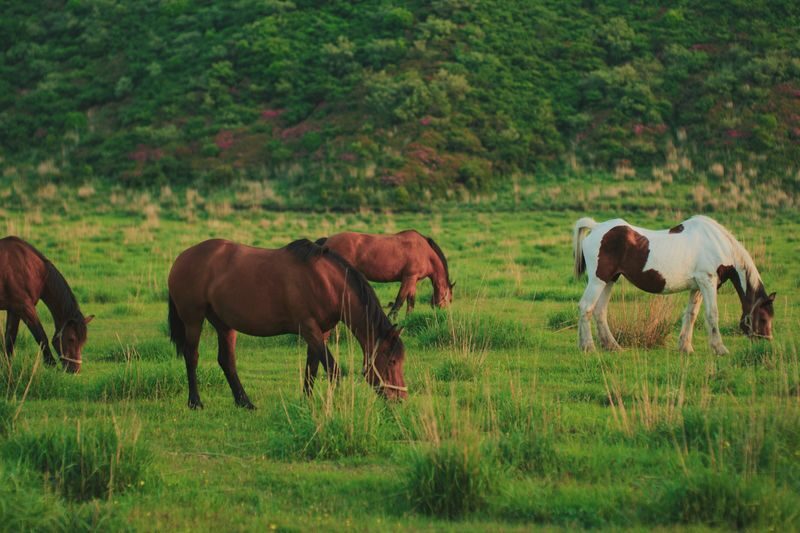 Kumamoto to Kusasenri & Takachiho 1 Day with Lunch & Ride ASOBOY! - Is the price good value?