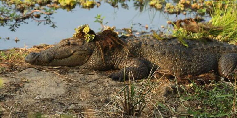 Kumana National Park : Full Day Safari (05:00 am - 06:00 pm) - Key Points