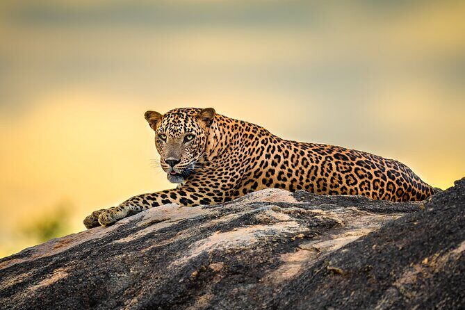 Kumana National Park Half Day Jeep Safari - Key Points