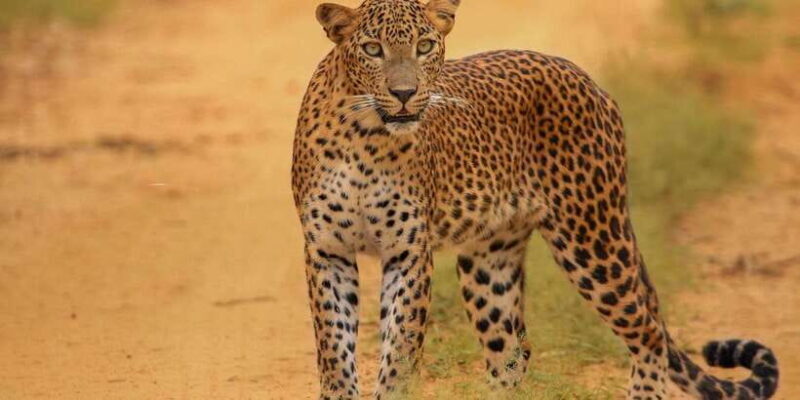 Kumana National Park Half day Jeep safari Morning/Afternoon - Kumana National Park Half-Day Jeep Safari Morning/Afternoon