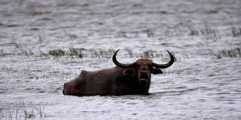 Kumana National Park Half day Jeep safari Morning/Afternoon - Key Points