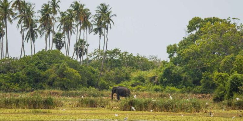 Kumana National Park Half day Jeep safari Morning/Afternoon - Who Should Consider This Safari?