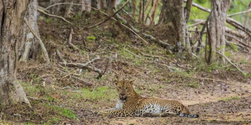 Kumana National Park Half day Jeep safari Morning/Afternoon - Frequently Asked Questions (FAQs)