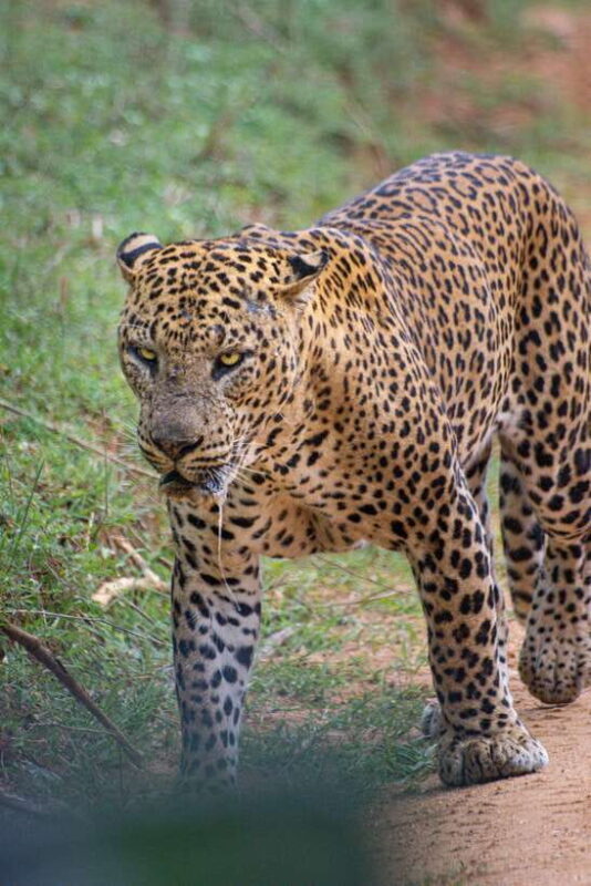 Kumana National Park : Morning or Afternoon Safari Tour - Final Thoughts: Who Should Book This Tour?