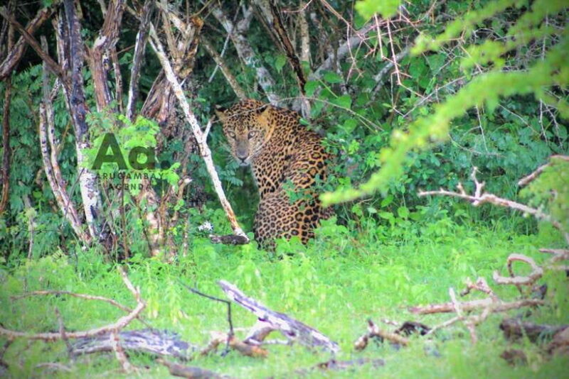 Kumana National Park : Private Half-Day Jeep Safari - Why This Tour Offers Great Value