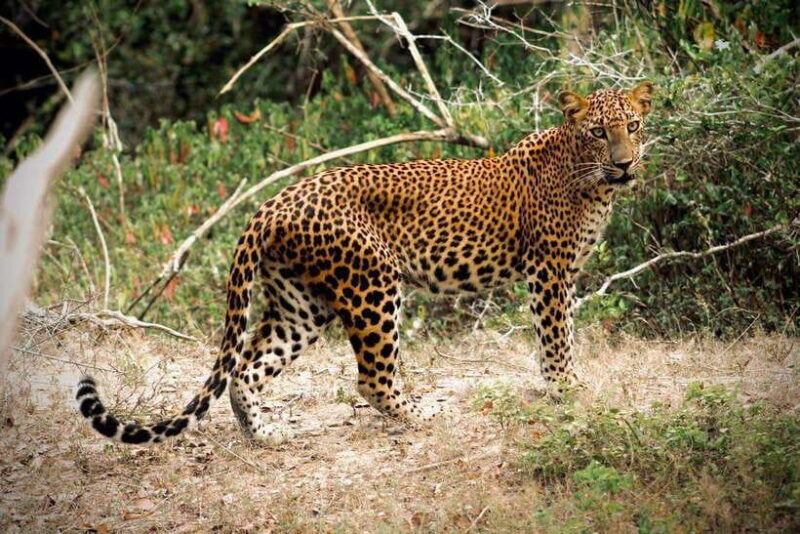 Kumana National Park : Private Half-Day Jeep Safari - The Sum Up