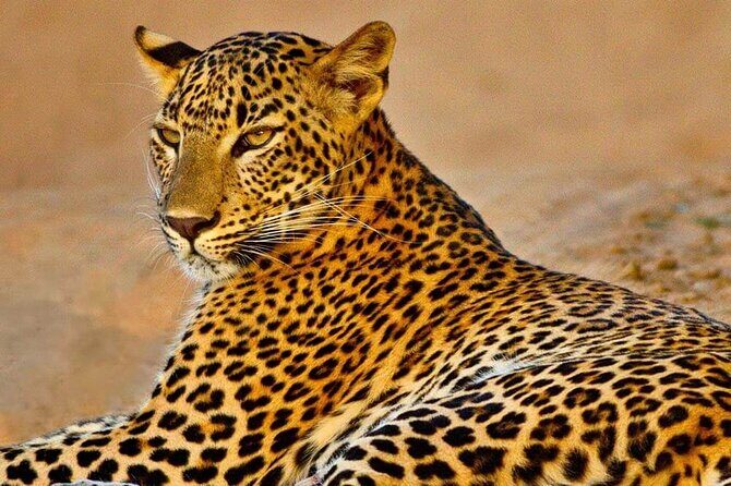 Kumana National Park Safari | from Arugam Bay - Key Points