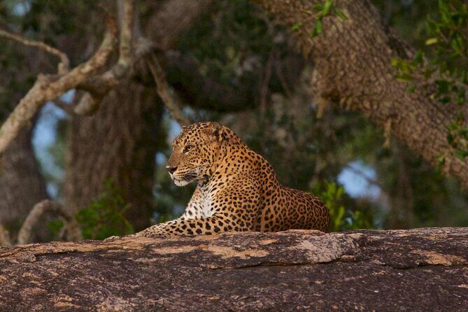 Kumana Safari Drive from Arugam Bay - A Truly Unique Wildlife Experience – Kumana Safari Drive from Arugam Bay