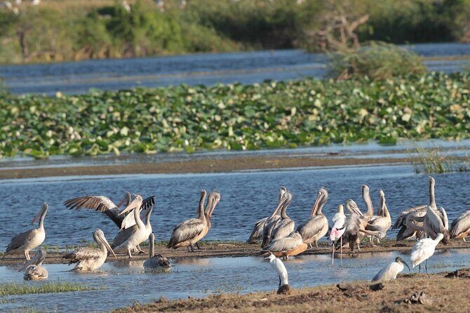 Kumana Safari Drive from Arugam Bay - Why We Think This Tour Offers Good Value