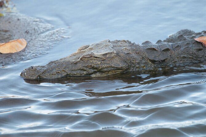 Kumana Safari Drive from Arugam Bay - The Sum Up