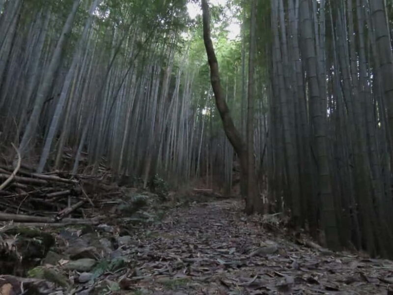 Kumano Kodo: Guided Kiiji Walking Tour in Kainan City - Why This Tour Offers Great Value