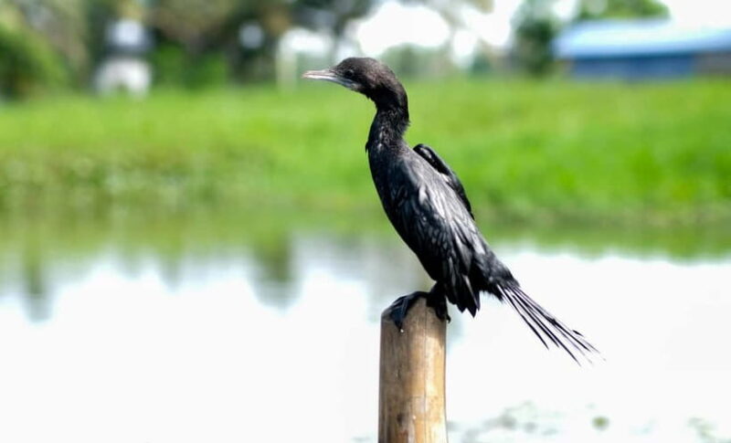 Kumarakom: Sunrise Cruise With Village Life and Local Food - A Deep Dive into the Kumarakom Sunrise Canoe Experience