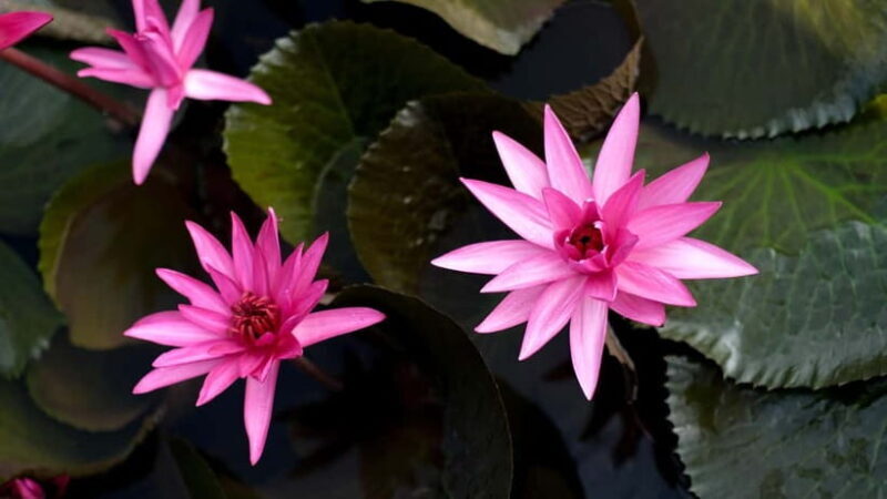 Kumarakom: Sunset Cruise with Village Life and Local Food - Exploring Kumarakom’s Sunset Cruise: A Lush Backwater Experience