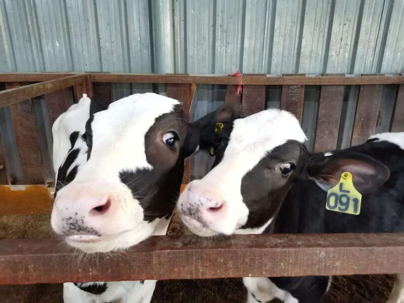 Kundasang : ATV Ride, Dairy Farm Visit & Meal Shared Tour - A Closer Look at the Kundasang Experience