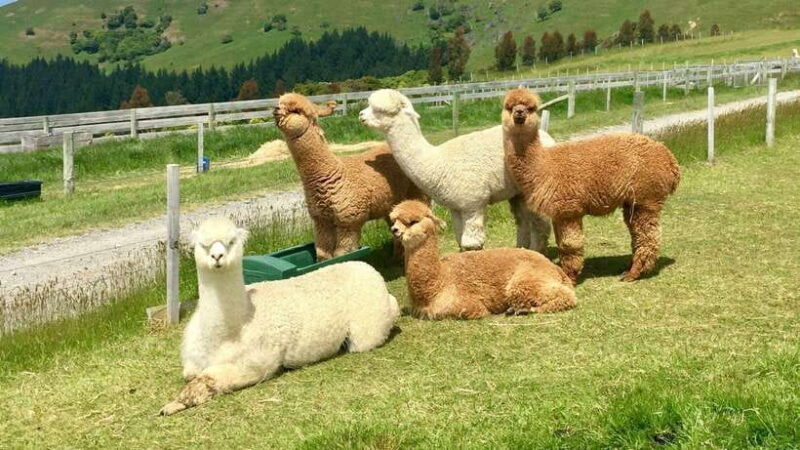 Kundasang: Day Tour with Desa Dairy Farm and Alpaca Club - Exploring the Itinerary in Detail