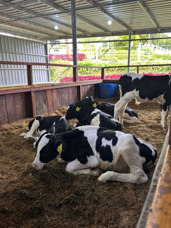 Kundasang Day Trip - Who Is This Tour Best For?