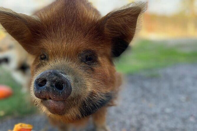 KuneKune Pig Farm Tour - Final Thoughts