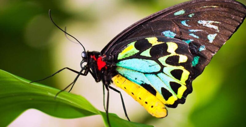 Kuranda: Australian Butterfly Sanctuary - Exploring the Australian Butterfly Sanctuary in Kuranda