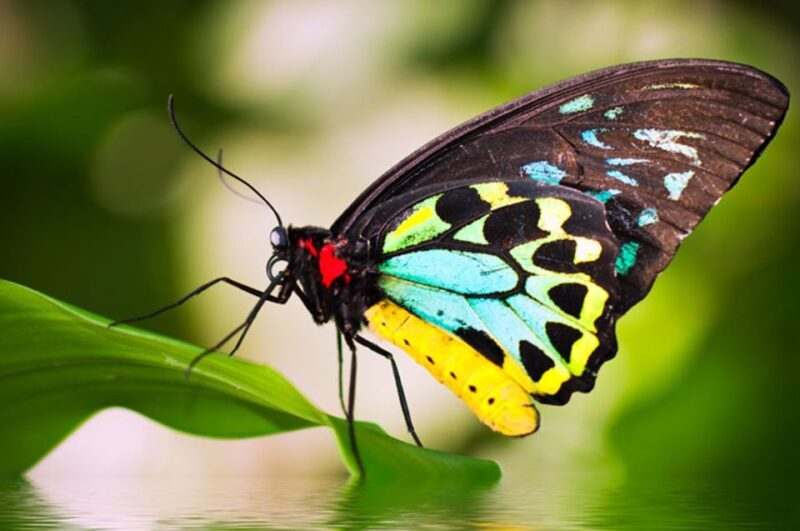 Kuranda: Australian Butterfly Sanctuary - Final Thoughts