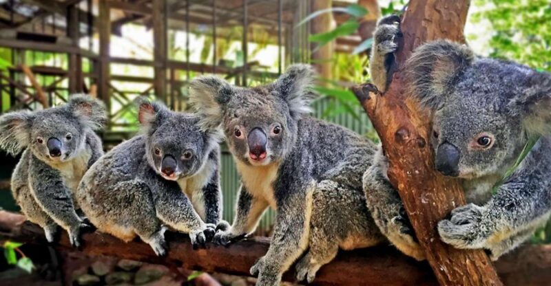 Kuranda, Cairns & Port Douglas Multi-Park Package - An In-Depth Look at the Tour Experience