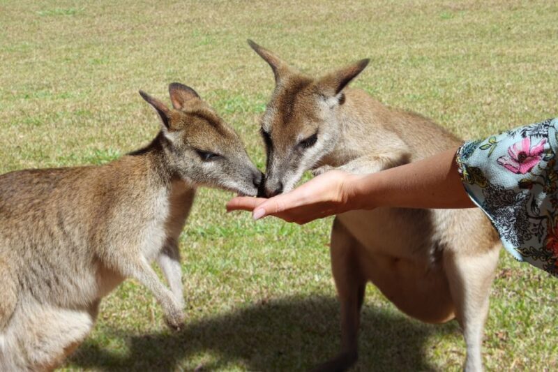Kuranda, Cairns & Port Douglas Multi-Park Package - Final Thoughts
