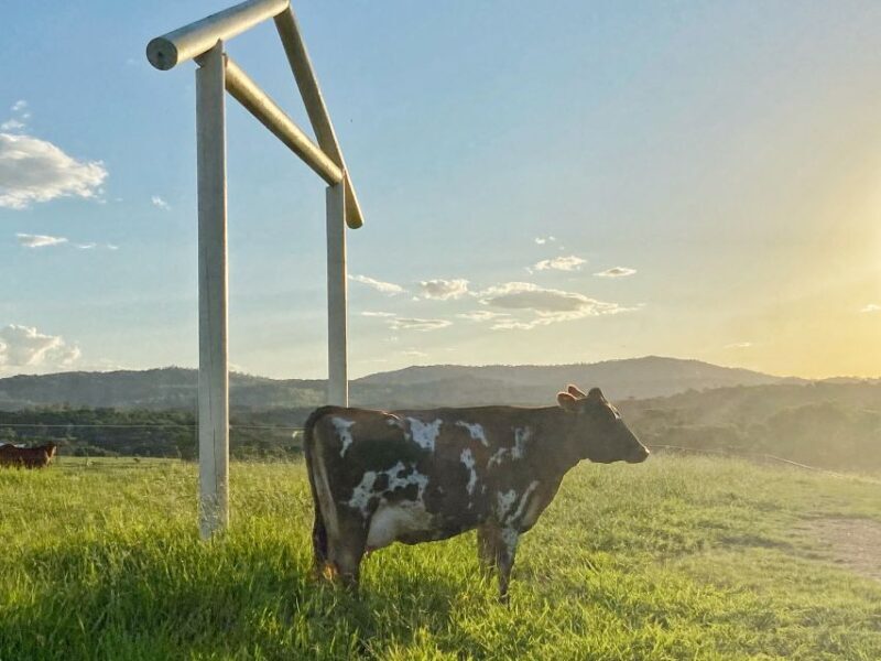 Kuranda Half Day with Petting Zoo & Horse Trail Ride Tour - Practical Details and Tips